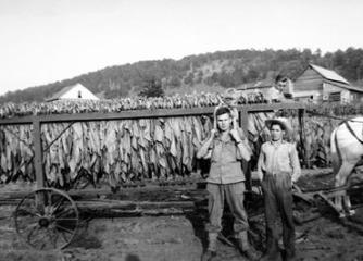 Tobacco Harvest 